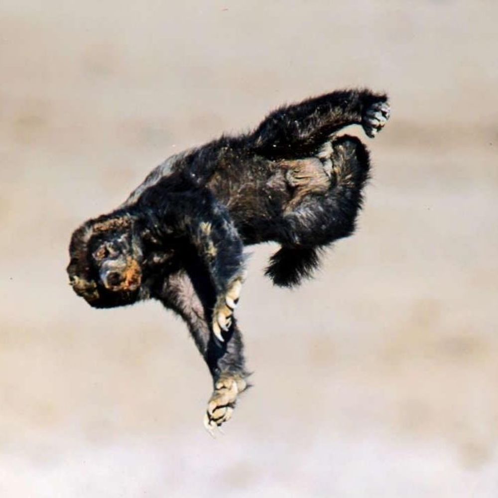 Meet your Posher, Michael